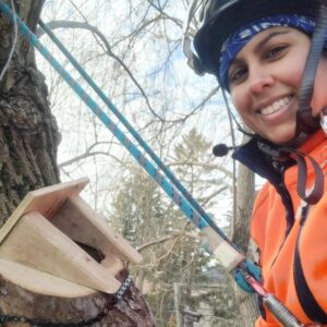 Jabeen the arborist, wearing personal protective equipment while climbing a tree to add a hawk nest. 